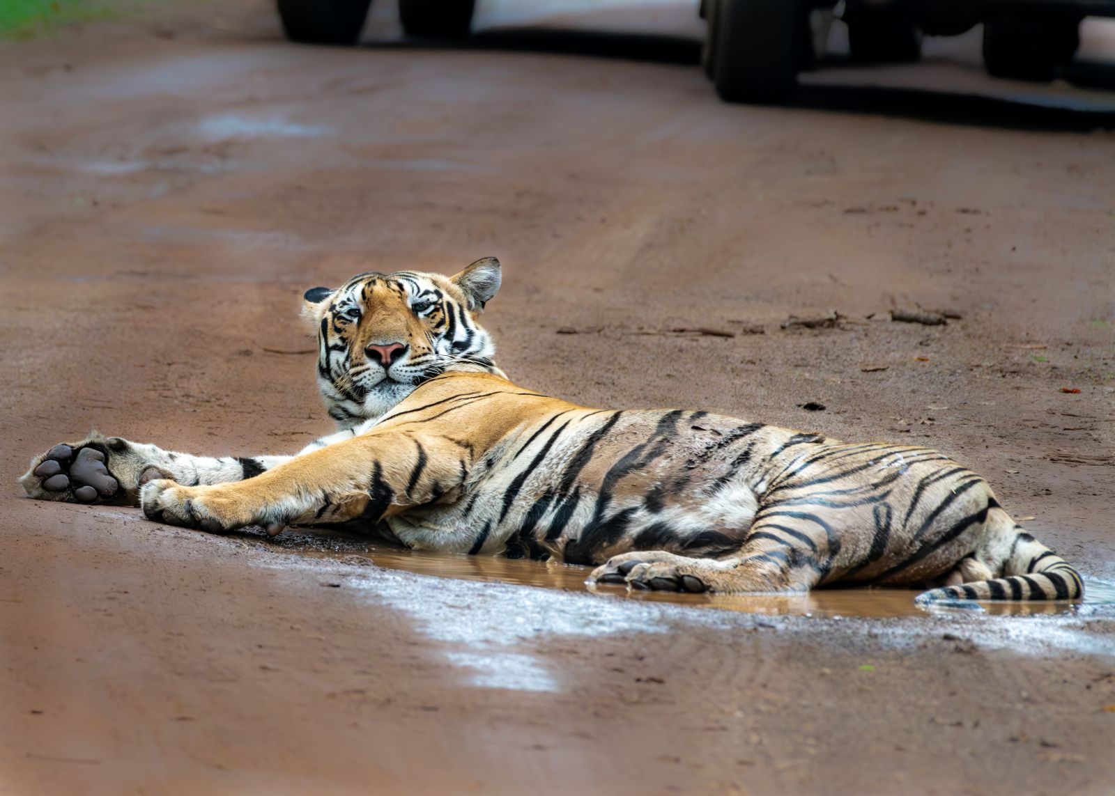 A majestic tiger in Tadoba National Park for safari booking