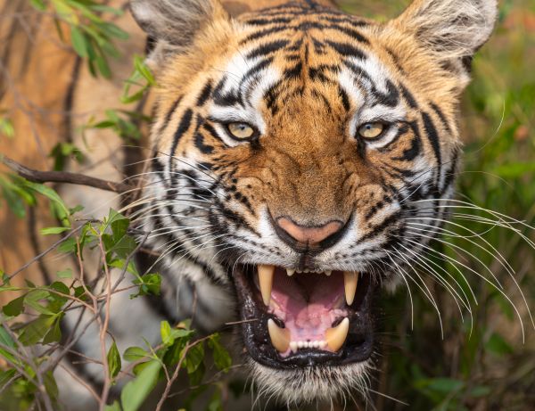 A majestic tiger in its natural habitat in Tadoba