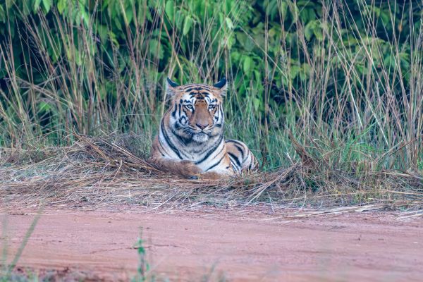 Safari jeep with tourists