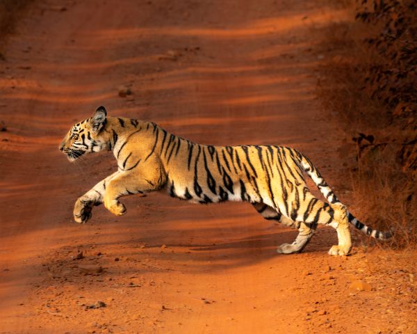 Spotted deer in the forest