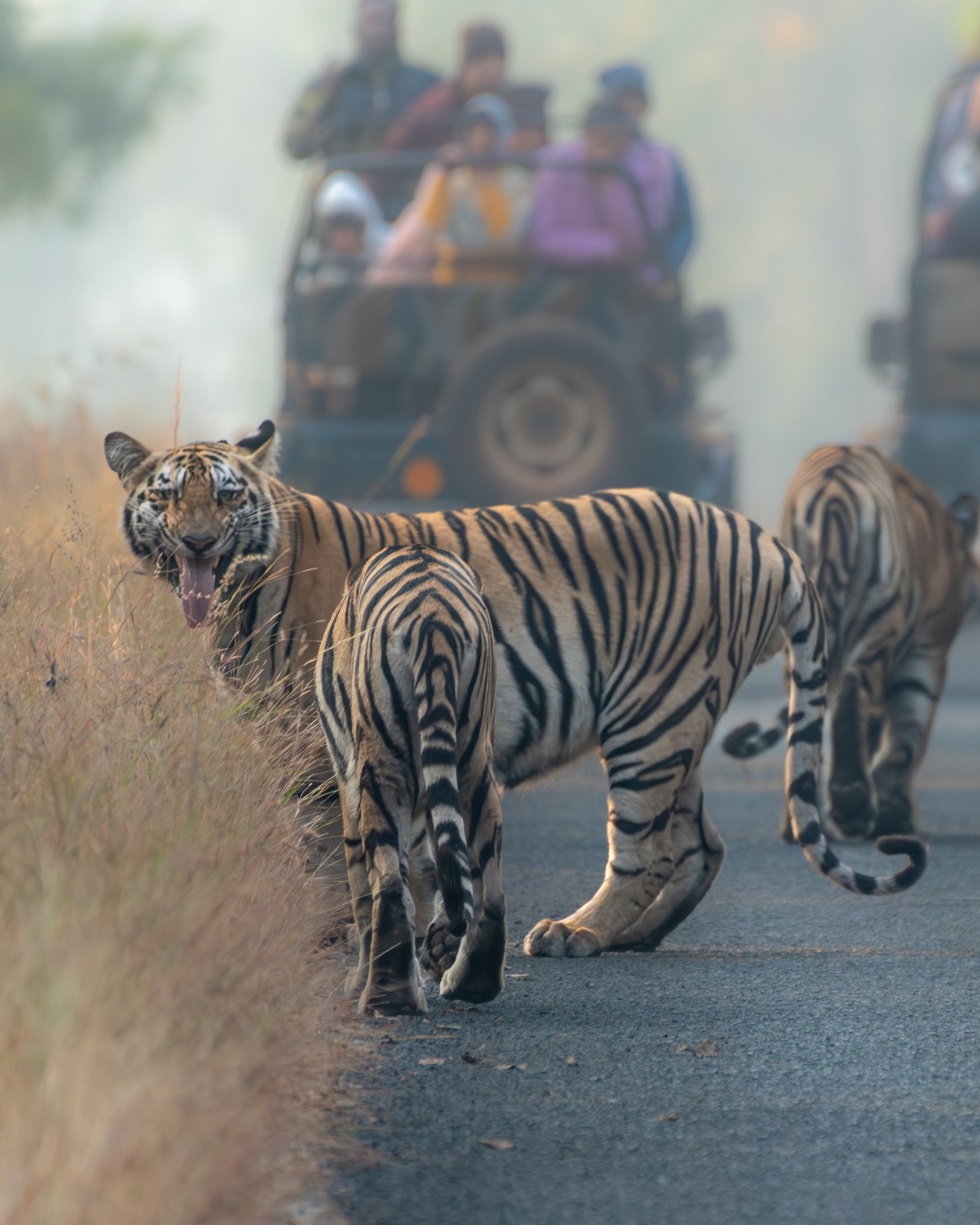 Moharli Gate Tadoba