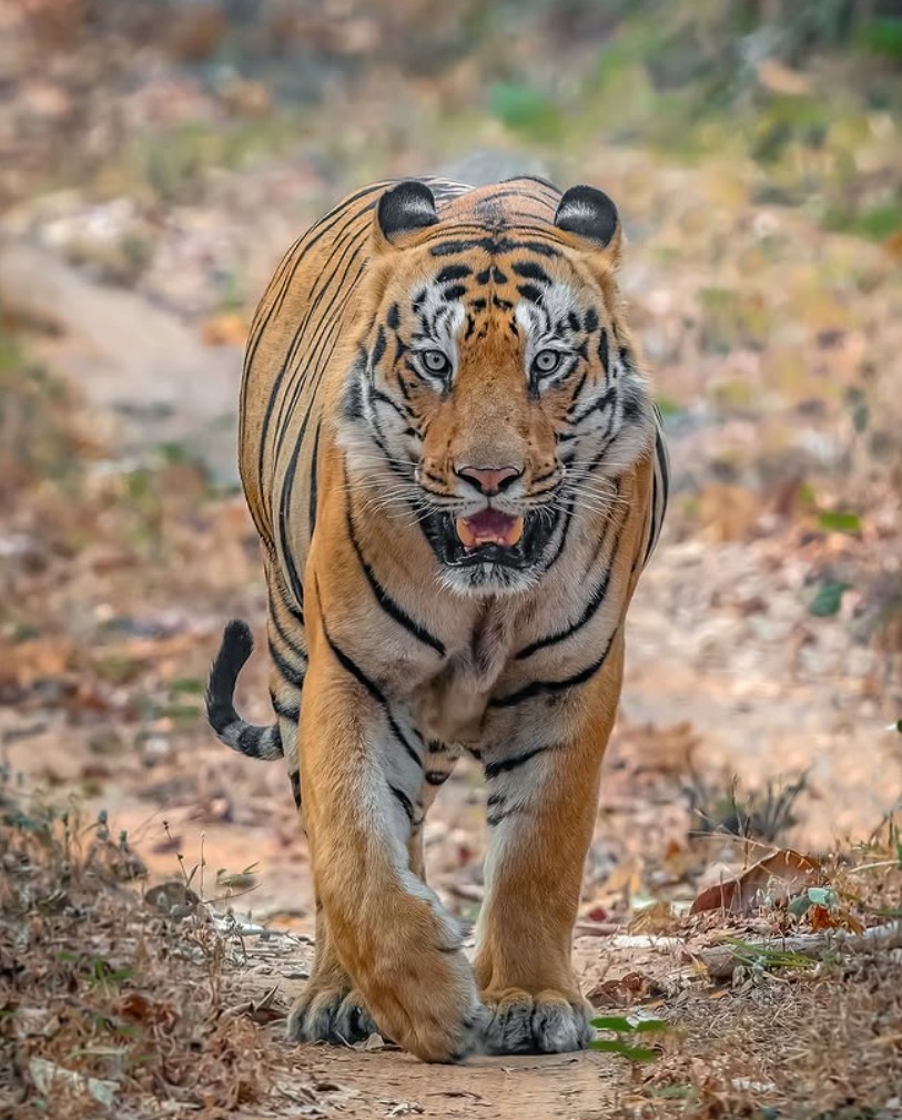 Bajrang - tiger portrait