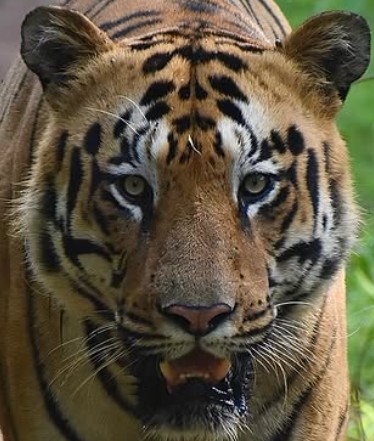 A headshot of Bajrang Jr, a tiger in Tadoba.