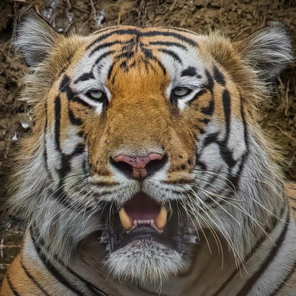 A headshot of Balram, a tiger in Tadoba.