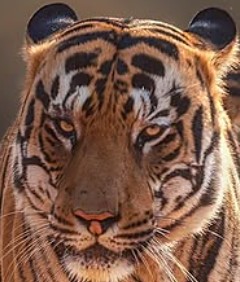 A headshot of C1, a tiger in Tadoba.