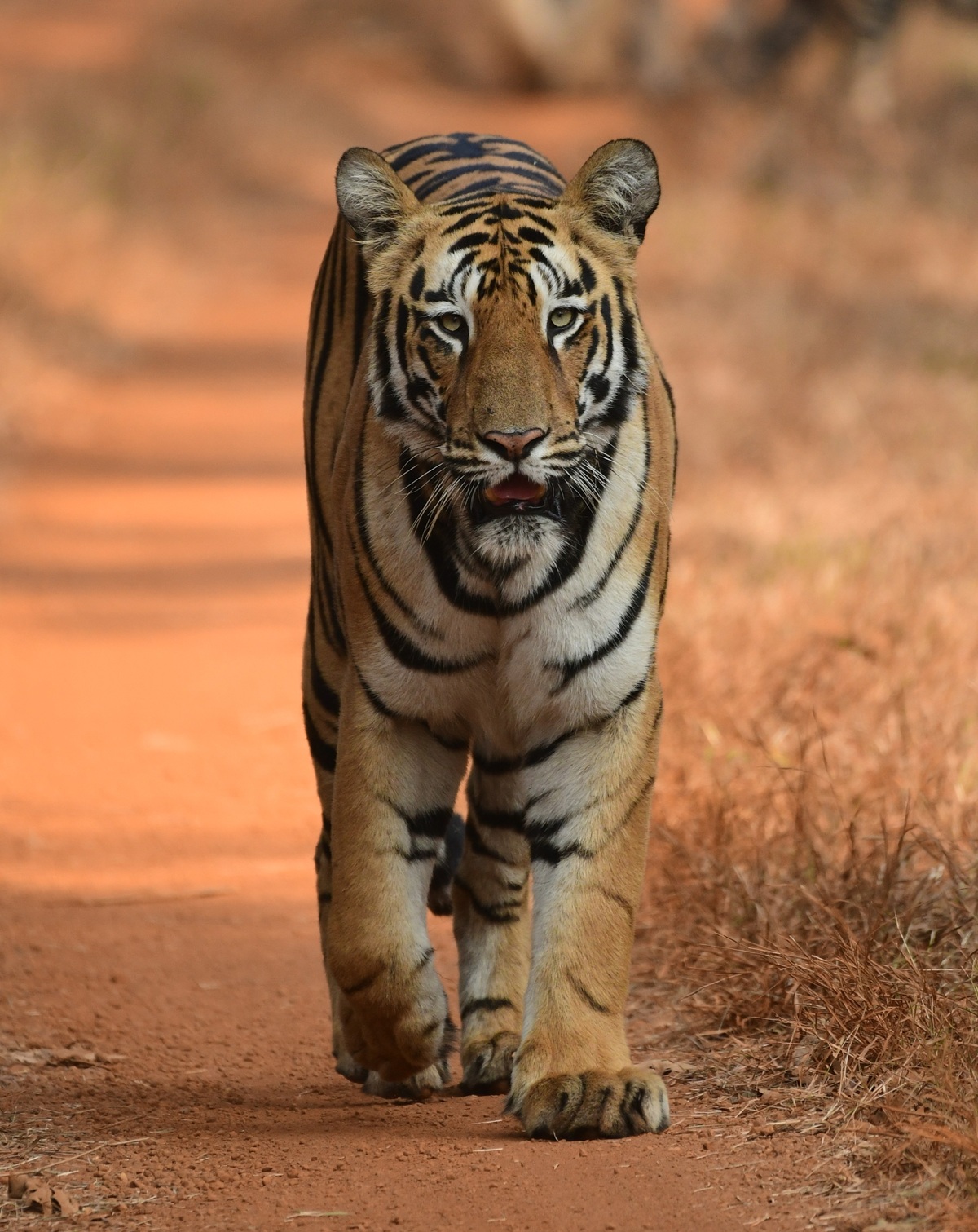C3 - tiger headshot