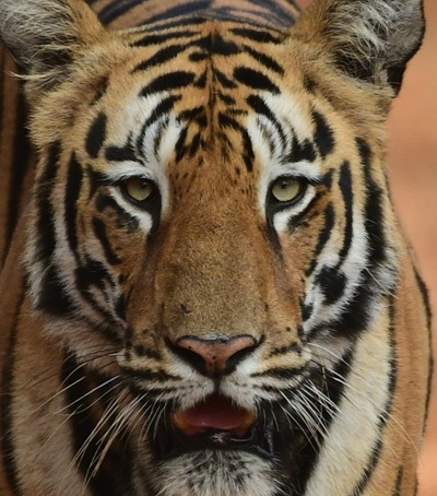 A headshot of C3, a tiger in Tadoba.