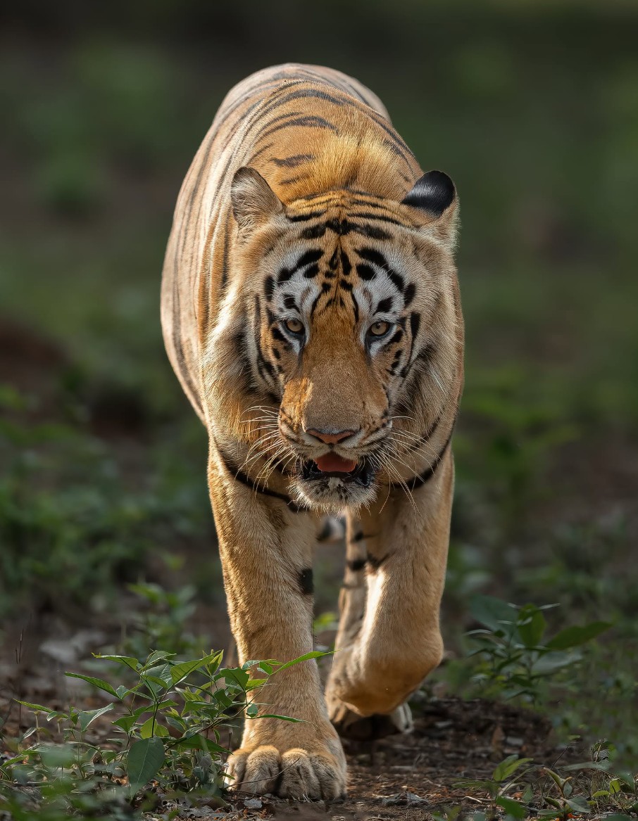 Chota Dadhiyal - tiger face