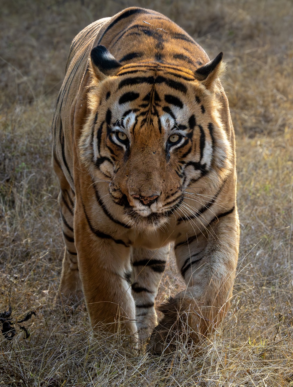Chota Matka - tiger portrait