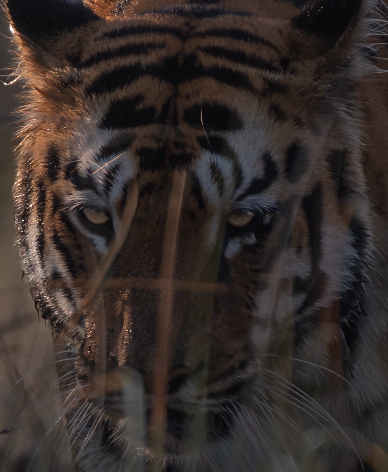 A headshot of Collarwali, a tiger in Tadoba.