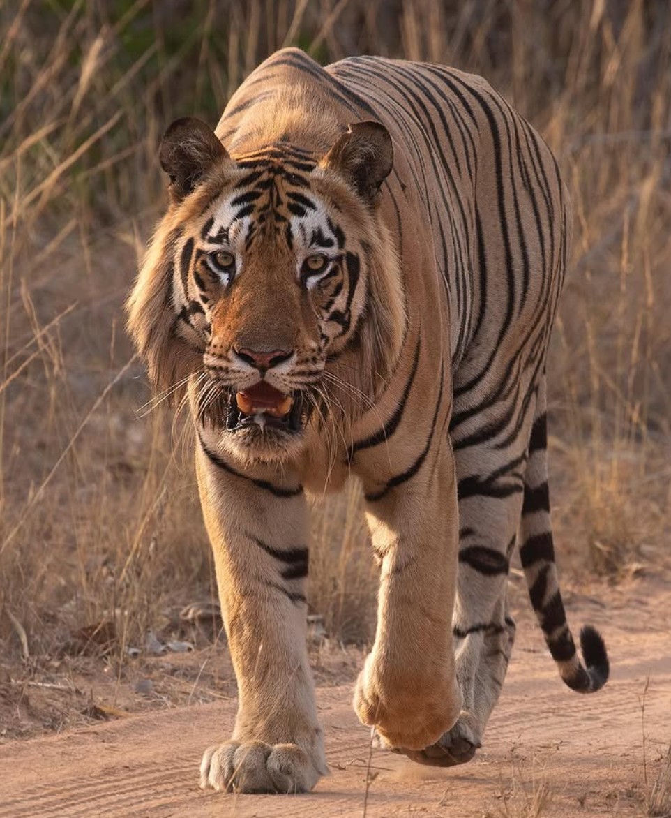 Dadhiyal - tiger face
