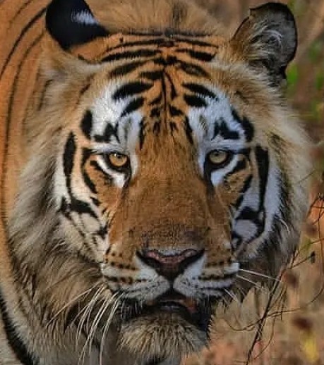 A headshot of Dadhiyal, a tiger in Tadoba.