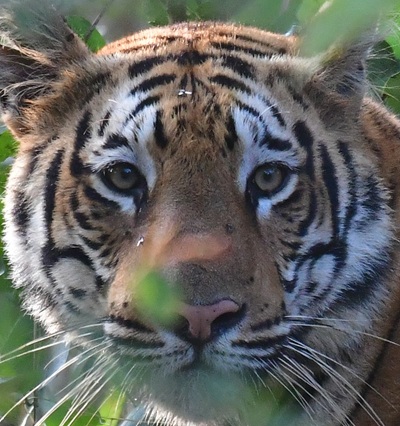 A headshot of Darling/Ladki, a tiger in Tadoba.