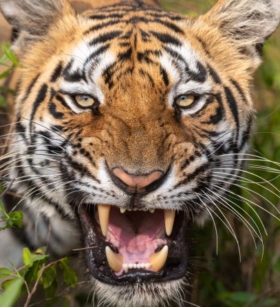 A headshot of Gauri, a tiger in Tadoba.