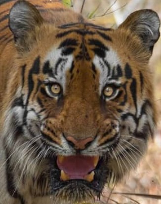 A headshot of Khali, a tiger in Tadoba.