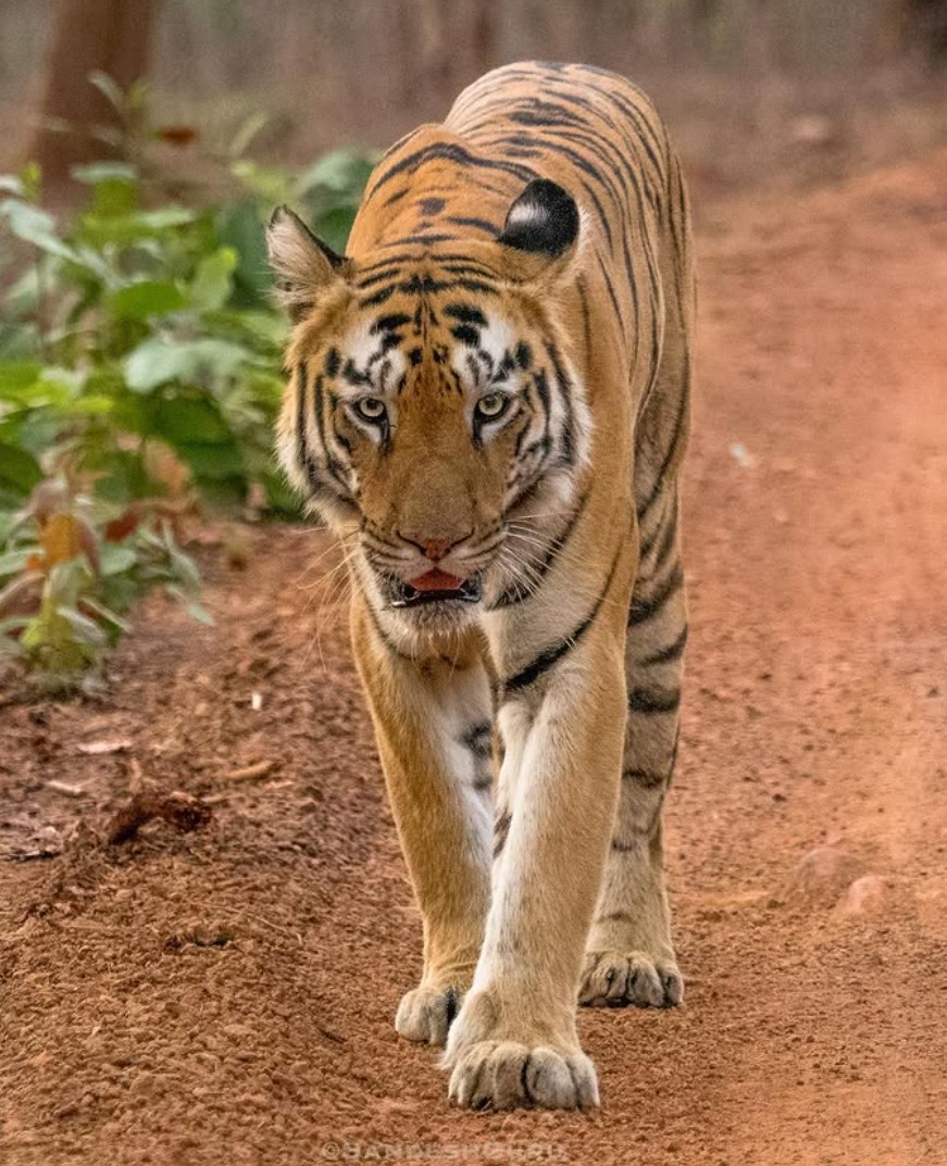 Lara - tigress face