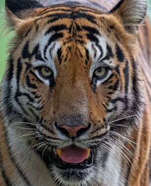 A headshot of Madhu, a tiger in Tadoba.