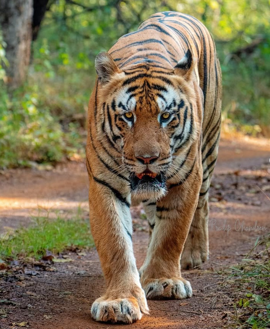 Mowgli - tiger portrait