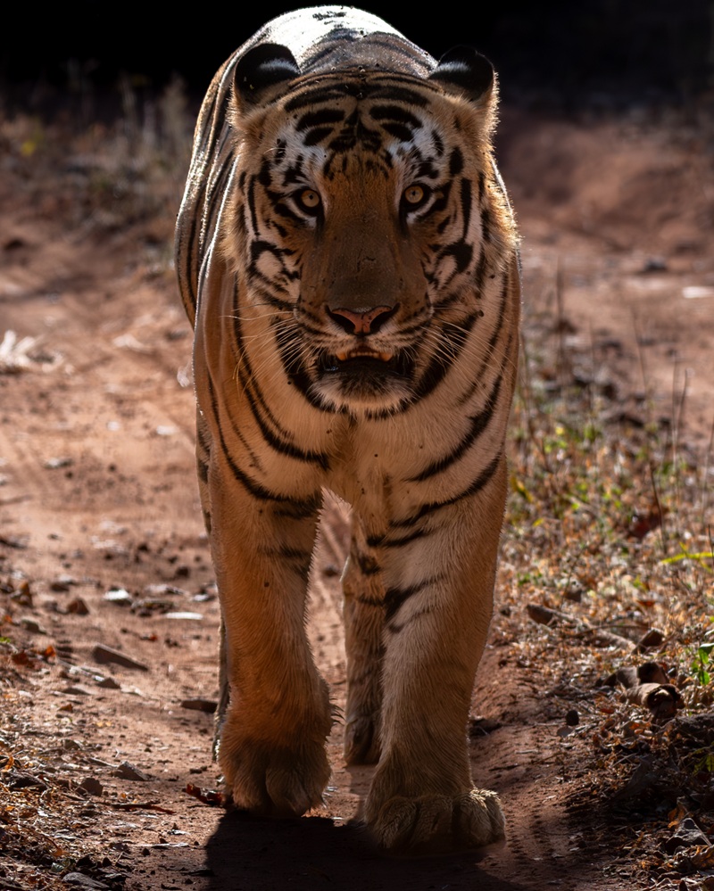 Jr. Mowgli - tiger headshot