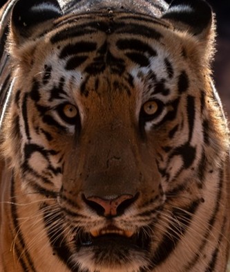 A headshot of Jr. Mowgli, a tiger in Tadoba.