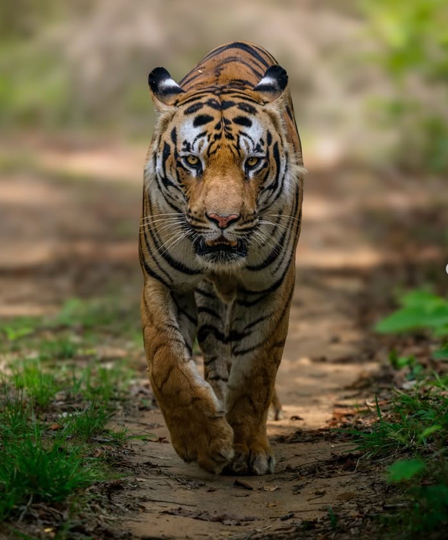 Raka - tiger face