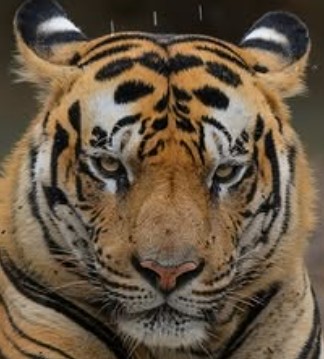 A headshot of Raka, a tiger in Tadoba.