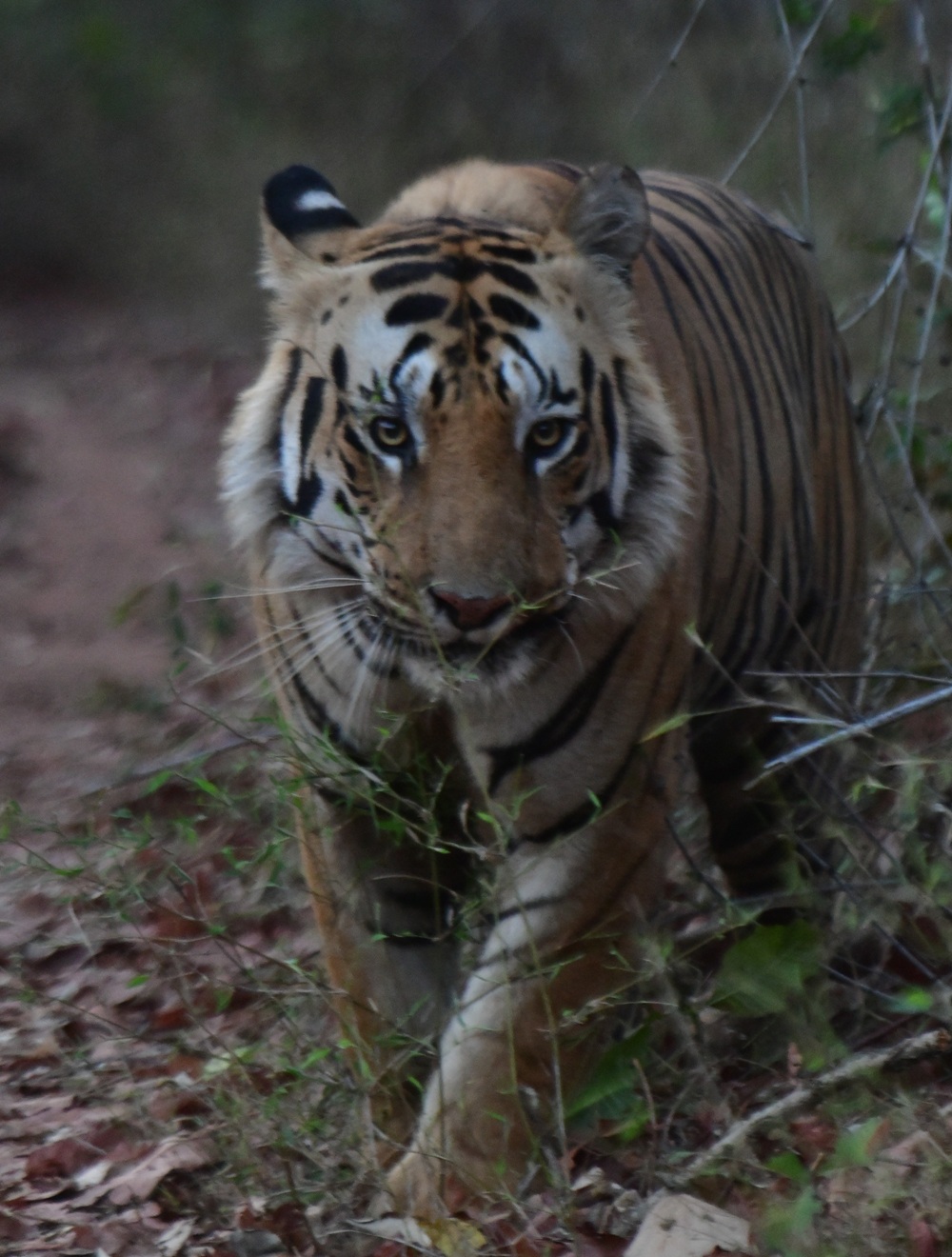 Rana - tiger face