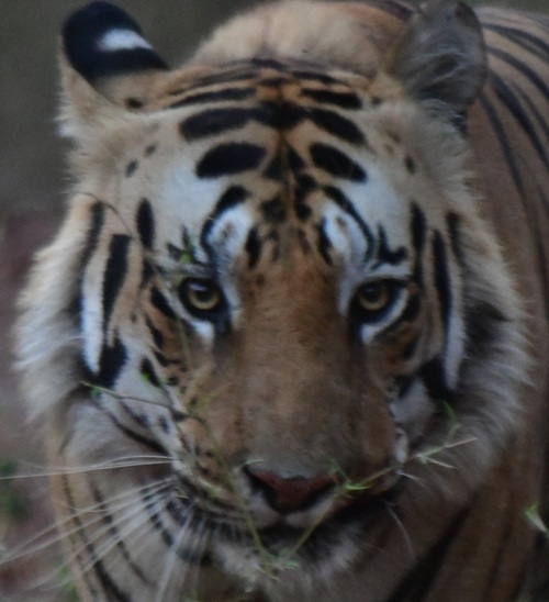 A headshot of Rana, a tiger in Tadoba.