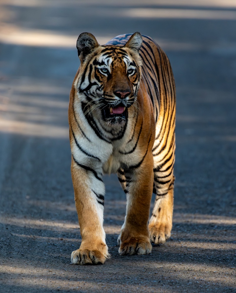 Roma - tigress portrait