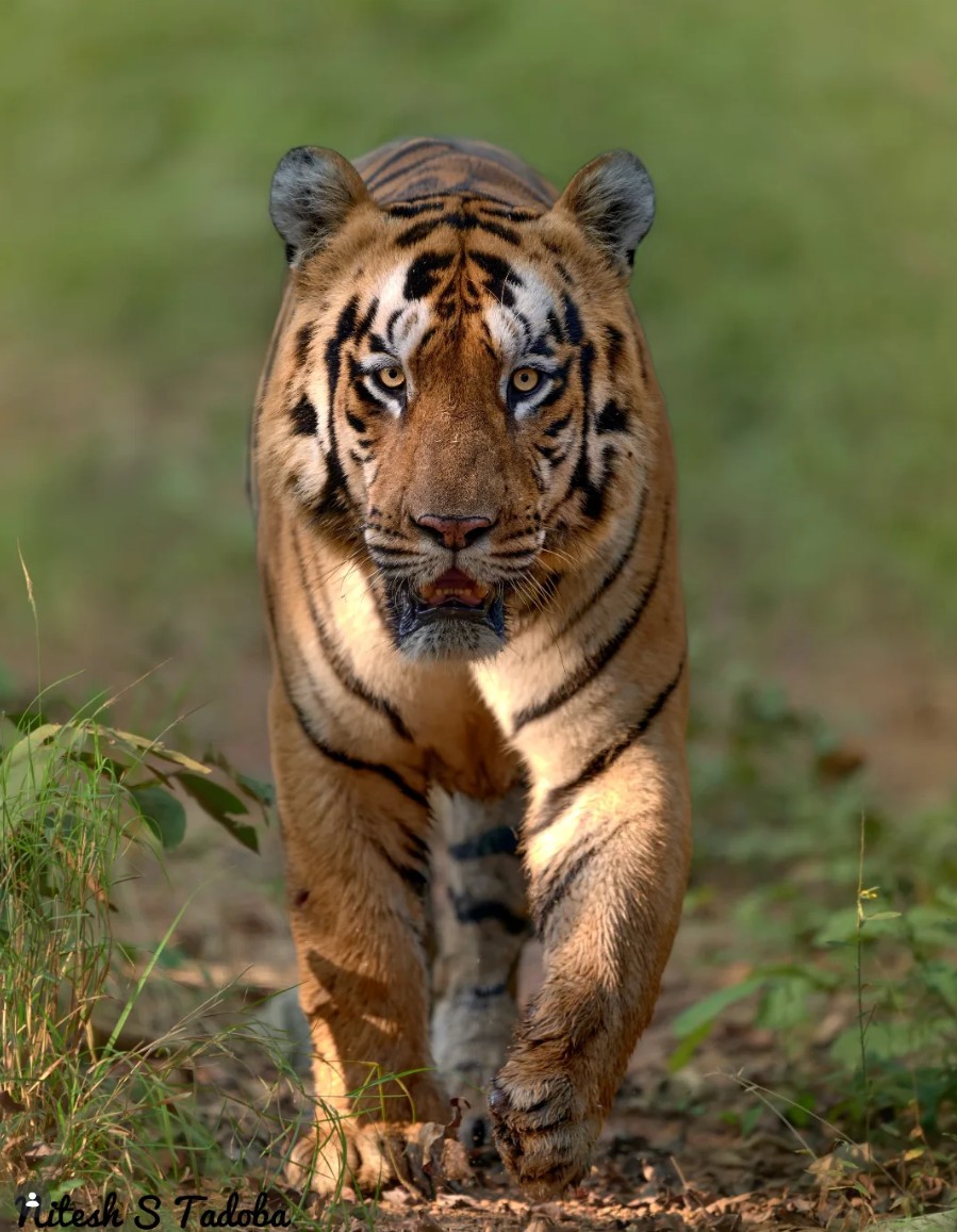 Shambhu - tiger headshot