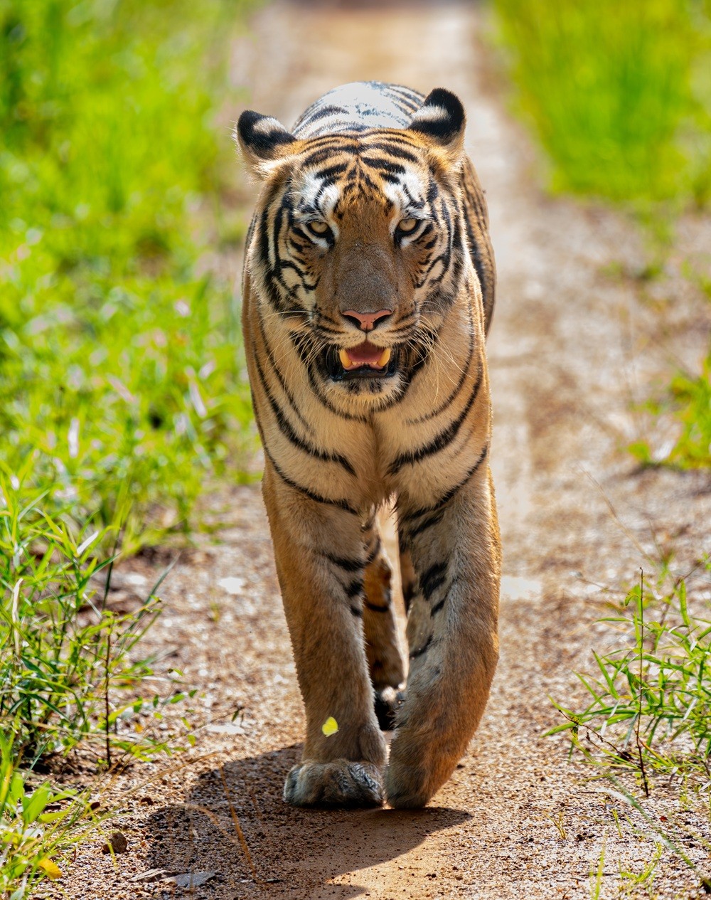 Shiwani - tigress portrait