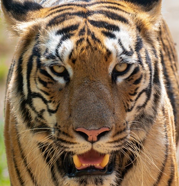 A headshot of Shiwani, a tiger in Tadoba.