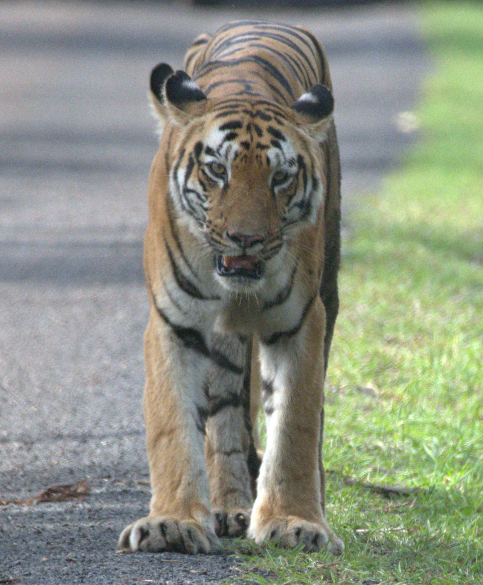 Sonam - tigress headshot