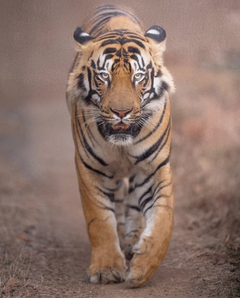 Veer - tiger face