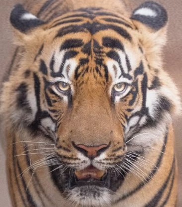 A headshot of Veer, a tiger in Tadoba.