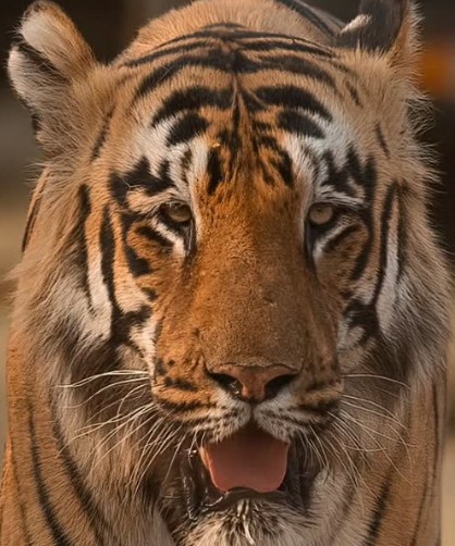 A headshot of Xylo, a tiger in Tadoba.