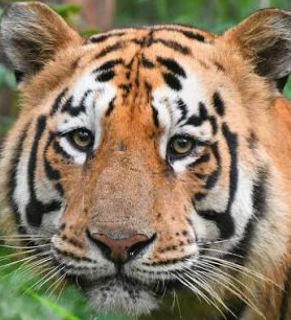 A headshot of Y-Mark, a tiger in Tadoba.