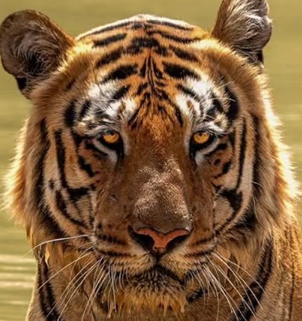 A headshot of Yuvraj, a tiger in Tadoba.